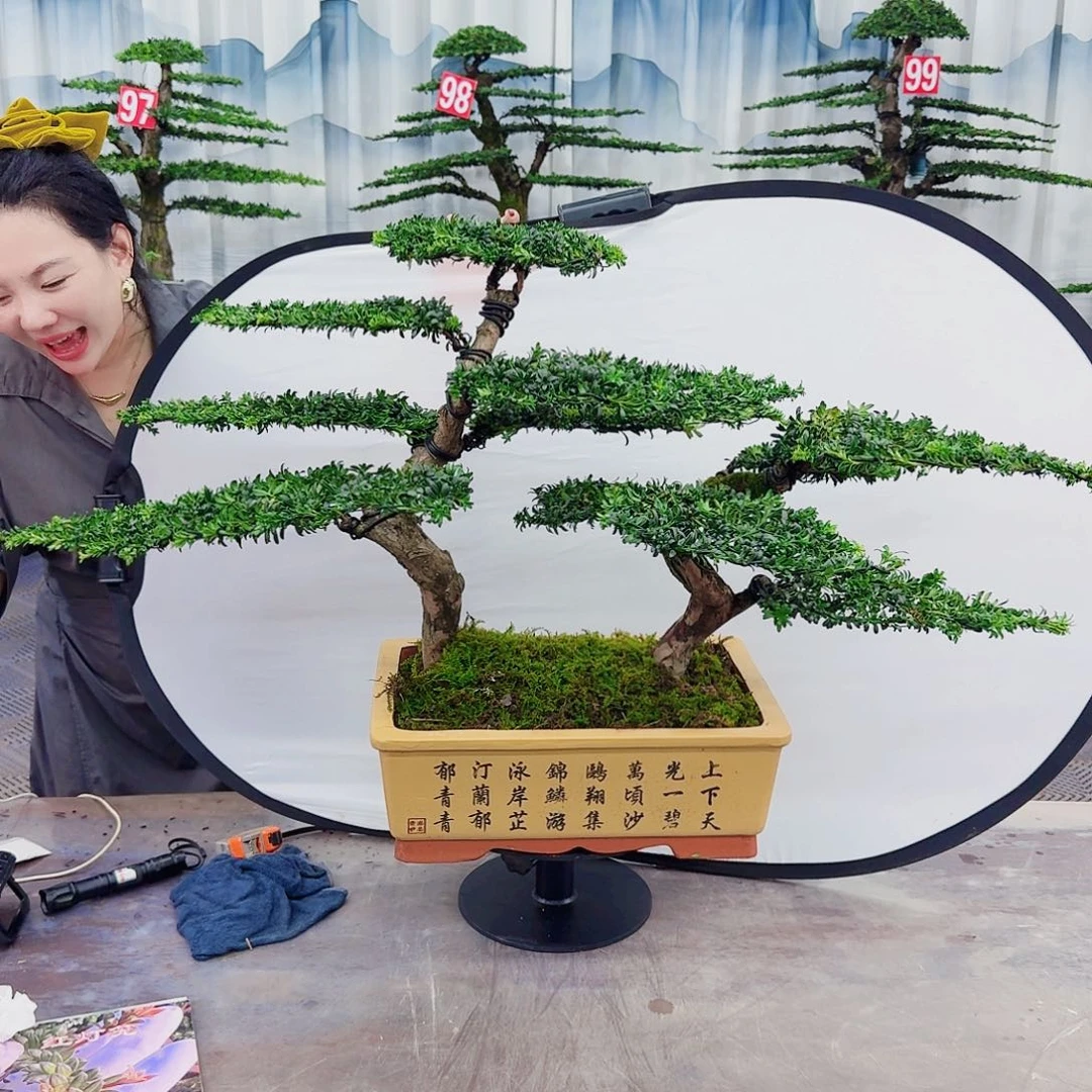 无花朵罗汉松一物一拍888