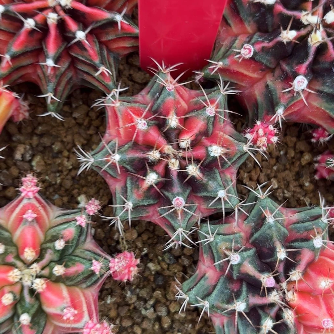 L715-1030泰国发货 小粉