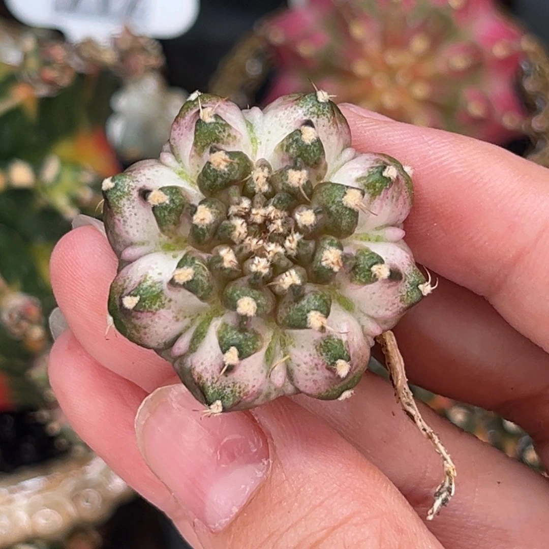 白樱花海神 米哈仙人球