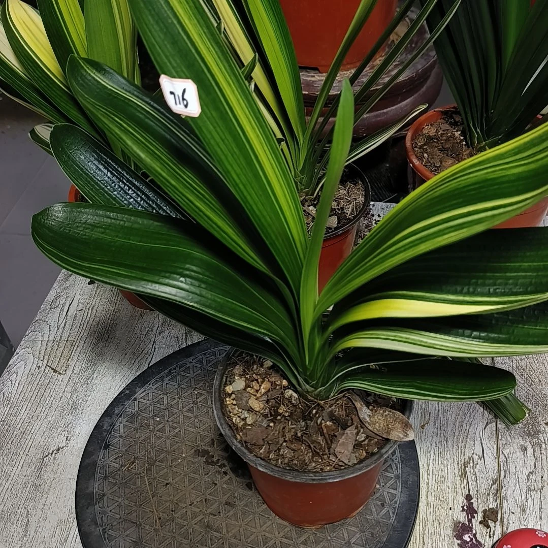 8***2无花朵君子兰默认君子兰716