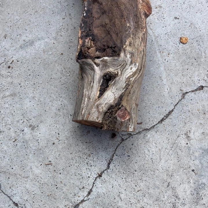 柏木（崖柏）问*太行崖柏陈化料