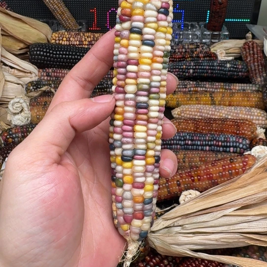 柏香籽/百香籽吊坠清*.