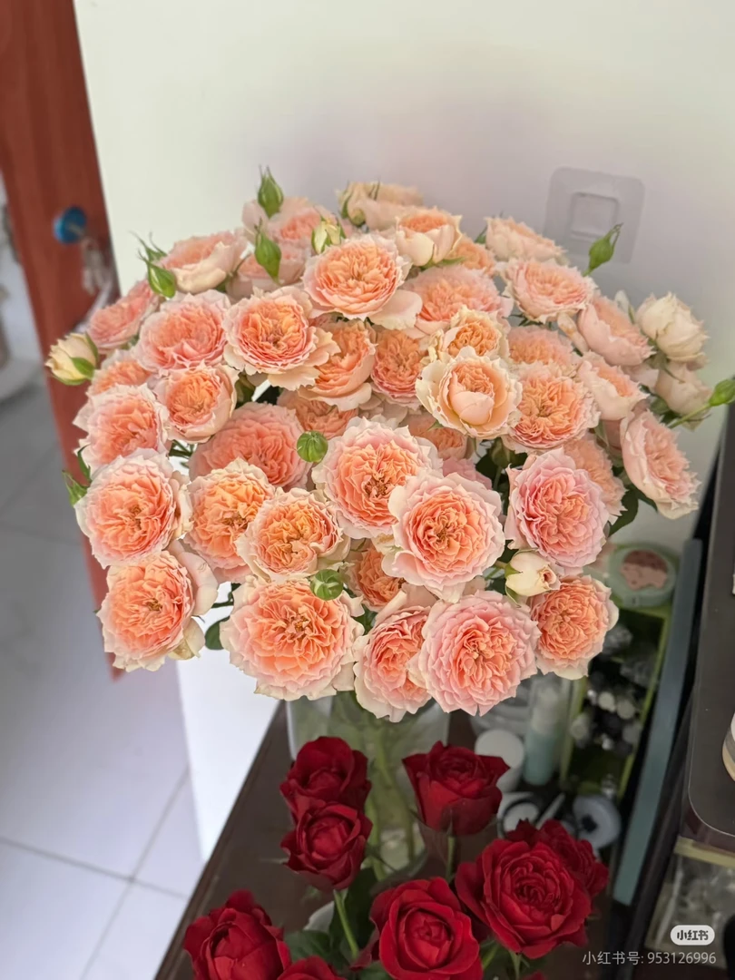 【好物鲜花】杏色拉拉队10支 （同一地址每满两单反五元一单顺丰）