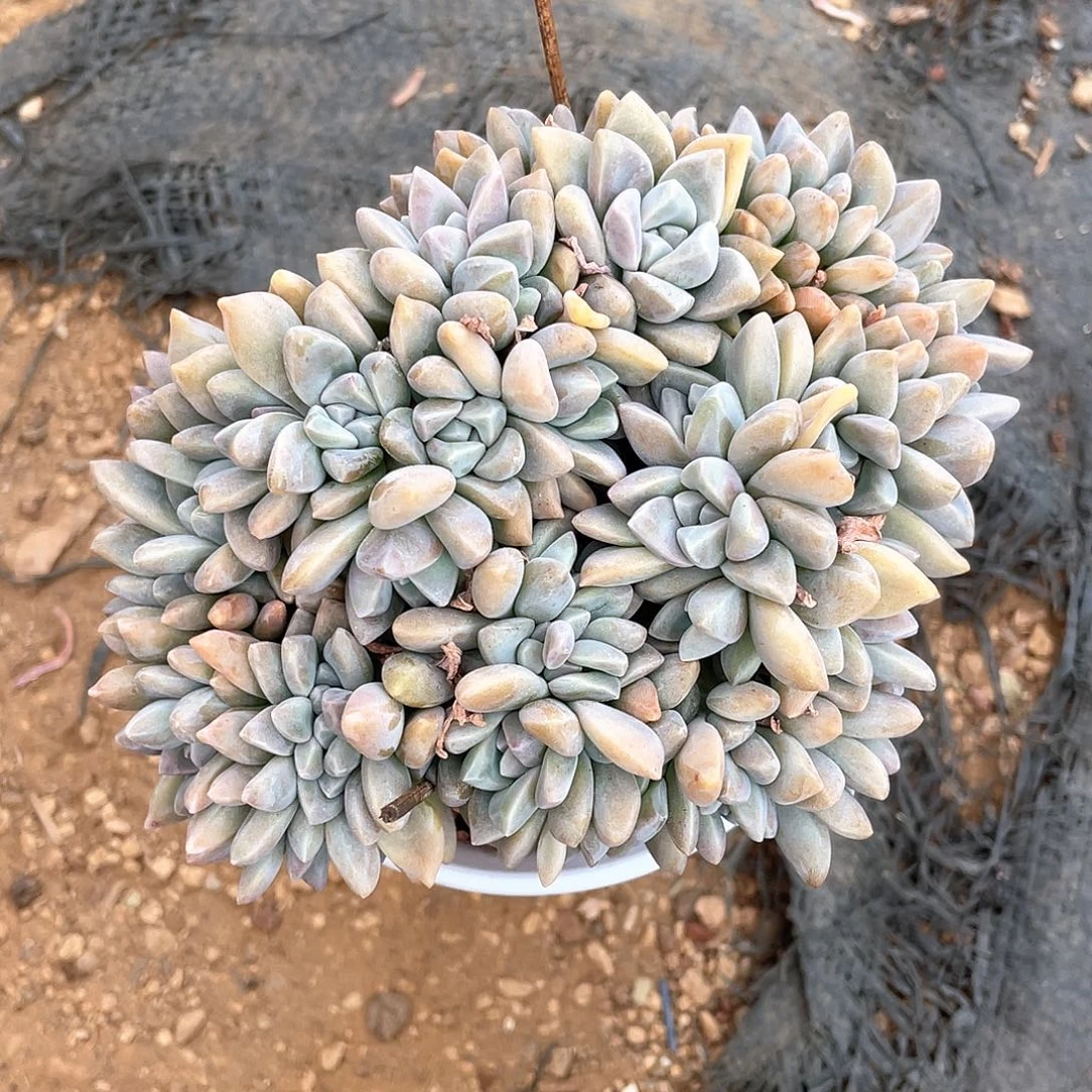 ?****多肉植物多肉植物