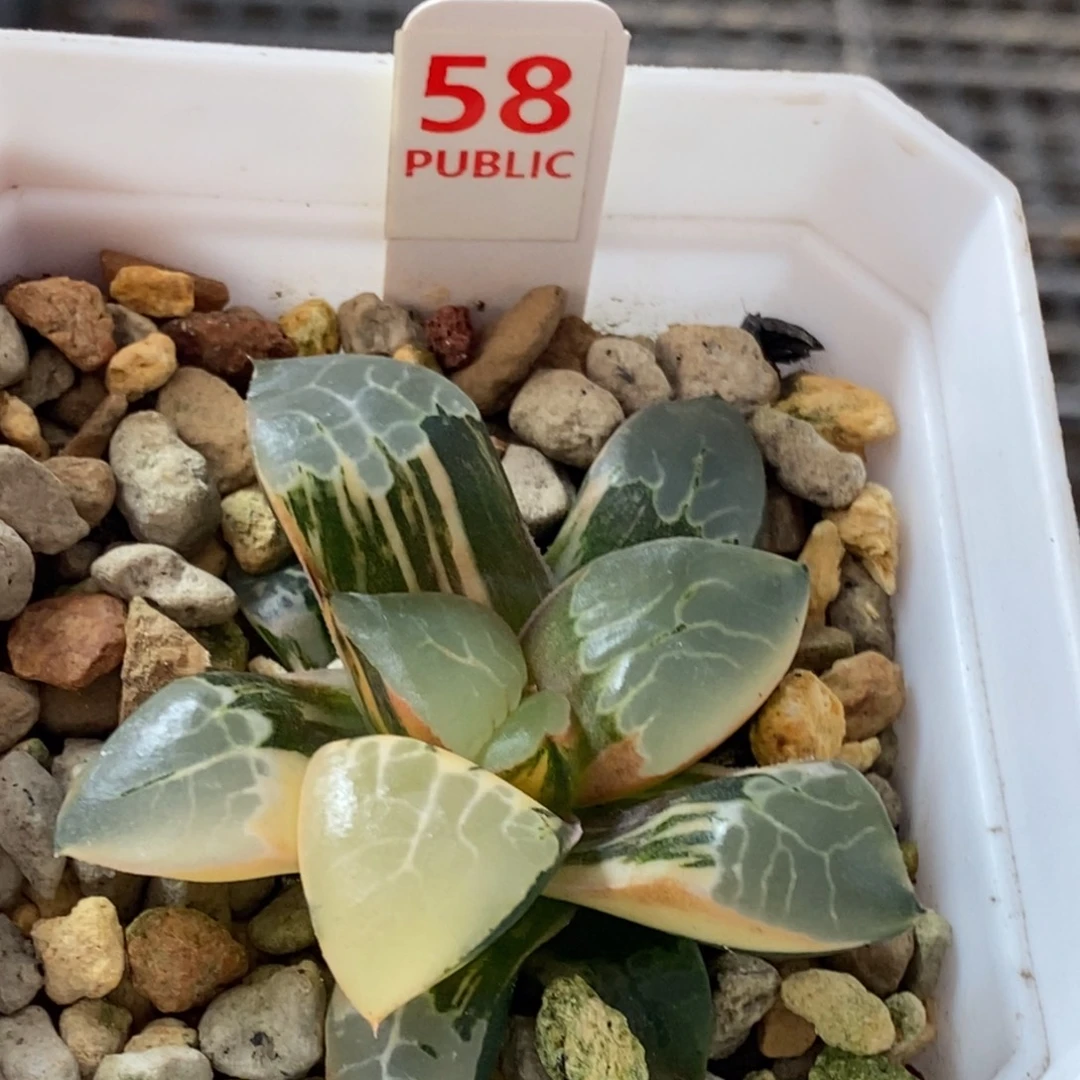 58号火凤凰克锦多肉