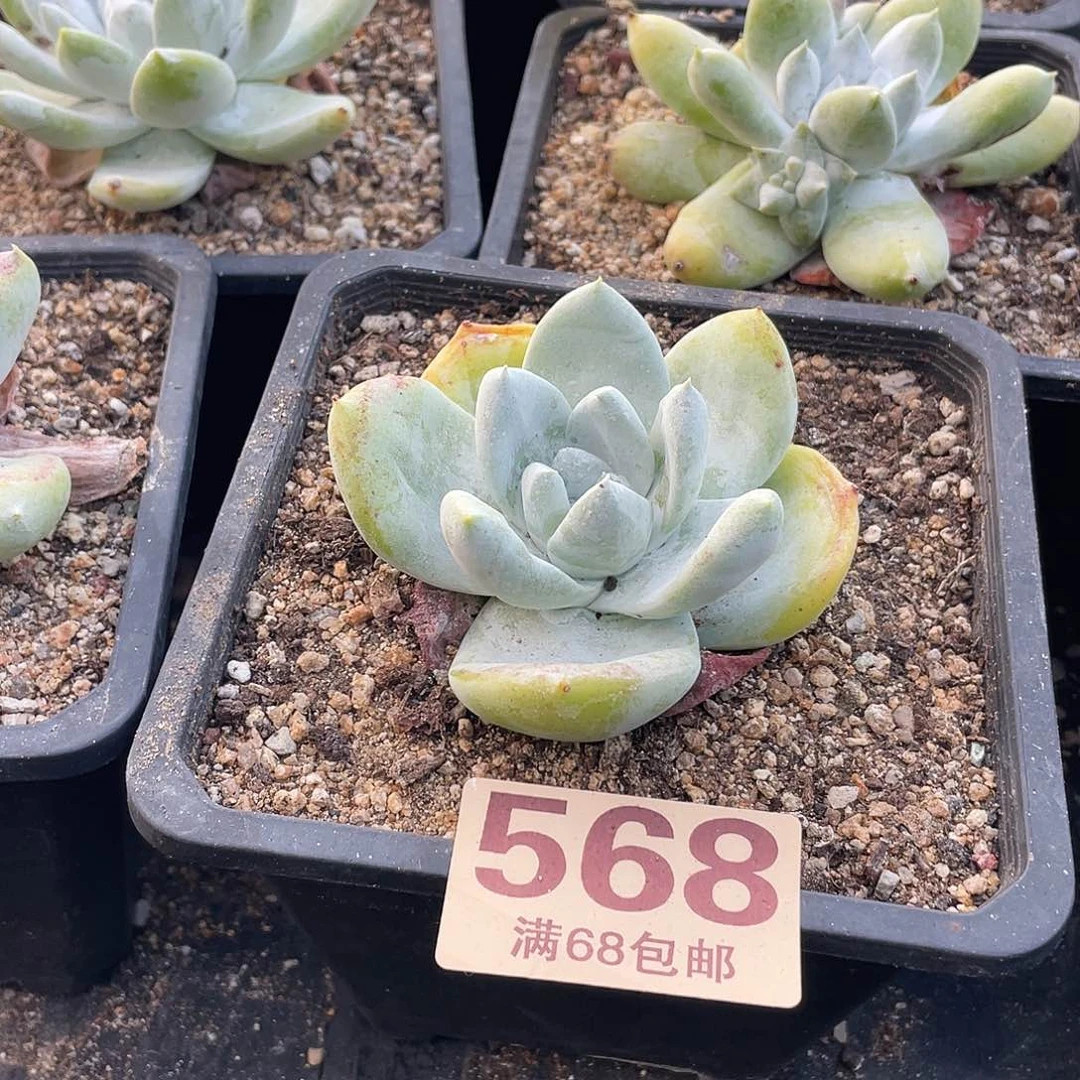 晨溪园艺仙女杯呀