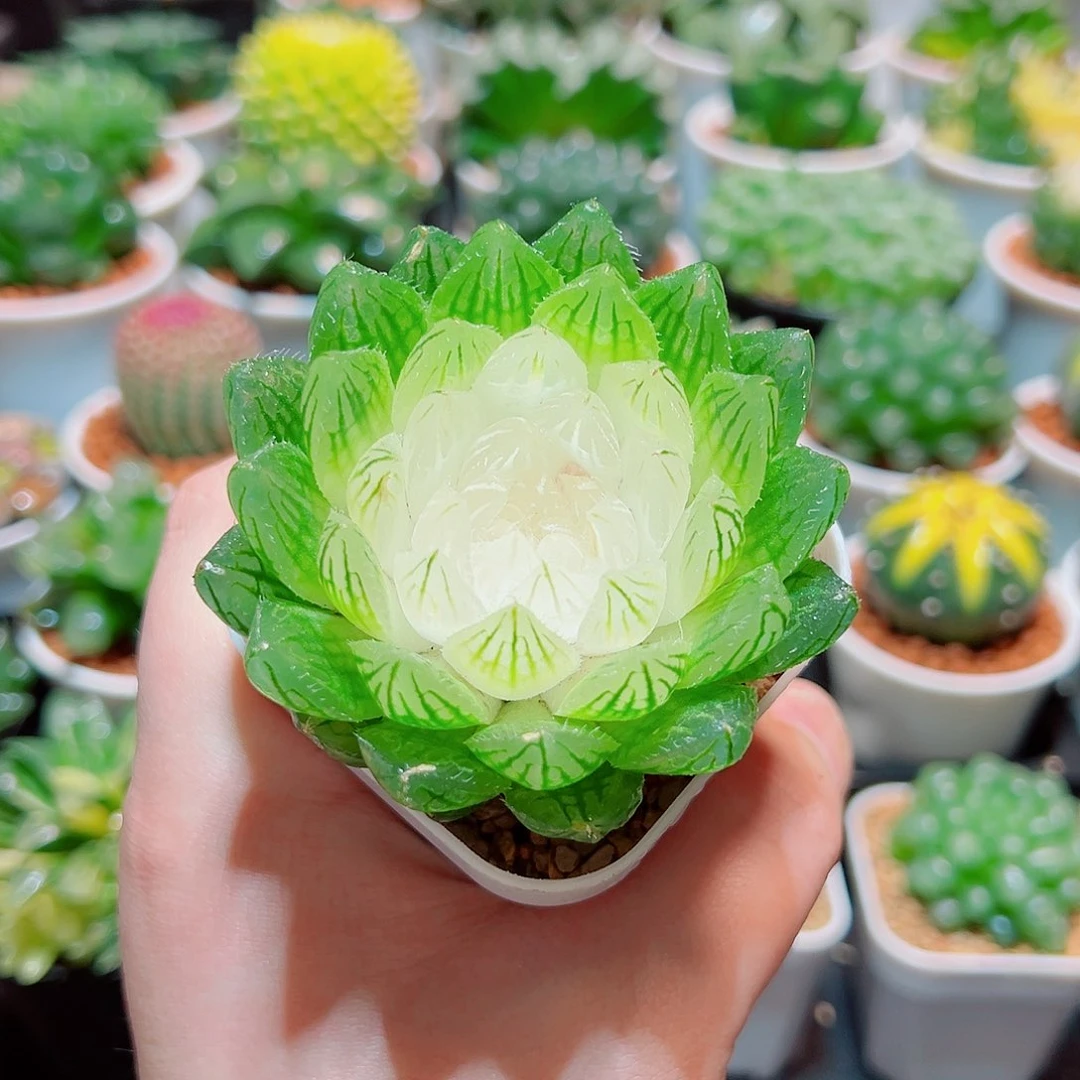 白莲花带白盆多肉多肉