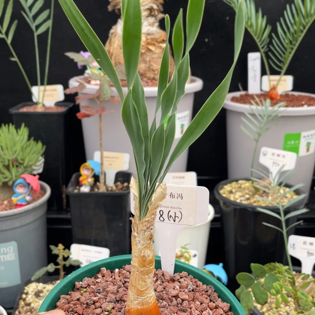 波叶布冯一物一拍带盆