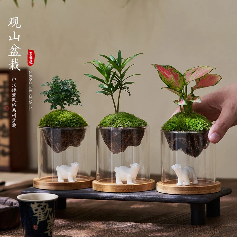 微景观创意盆栽趣味办公室内茶几桌面玻璃苔藓小绿植物吉利红好养