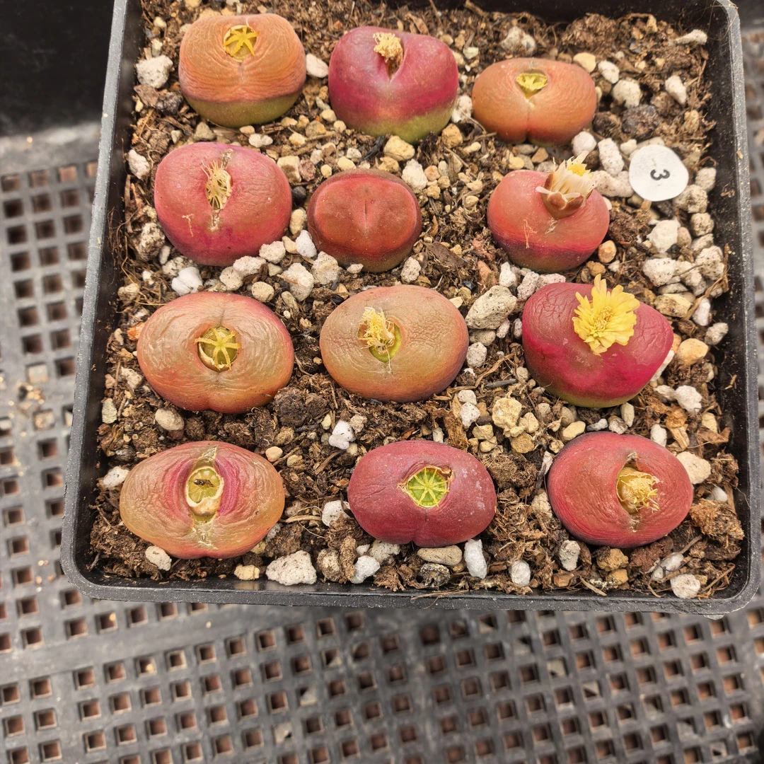 漂亮1.7-2.1CM脱土多肉3