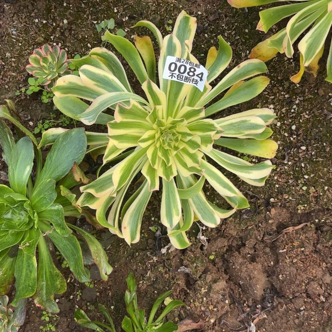 十***点H. 0084锦如云多肉112233