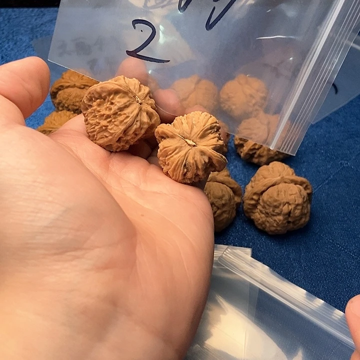贝壳手串/手链文玩核桃