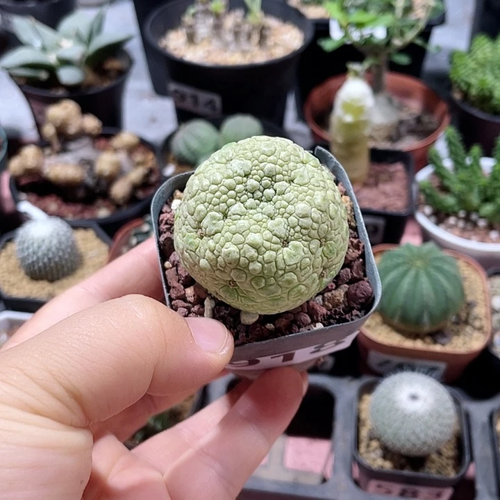 川***老918凝提玉仙人球植物