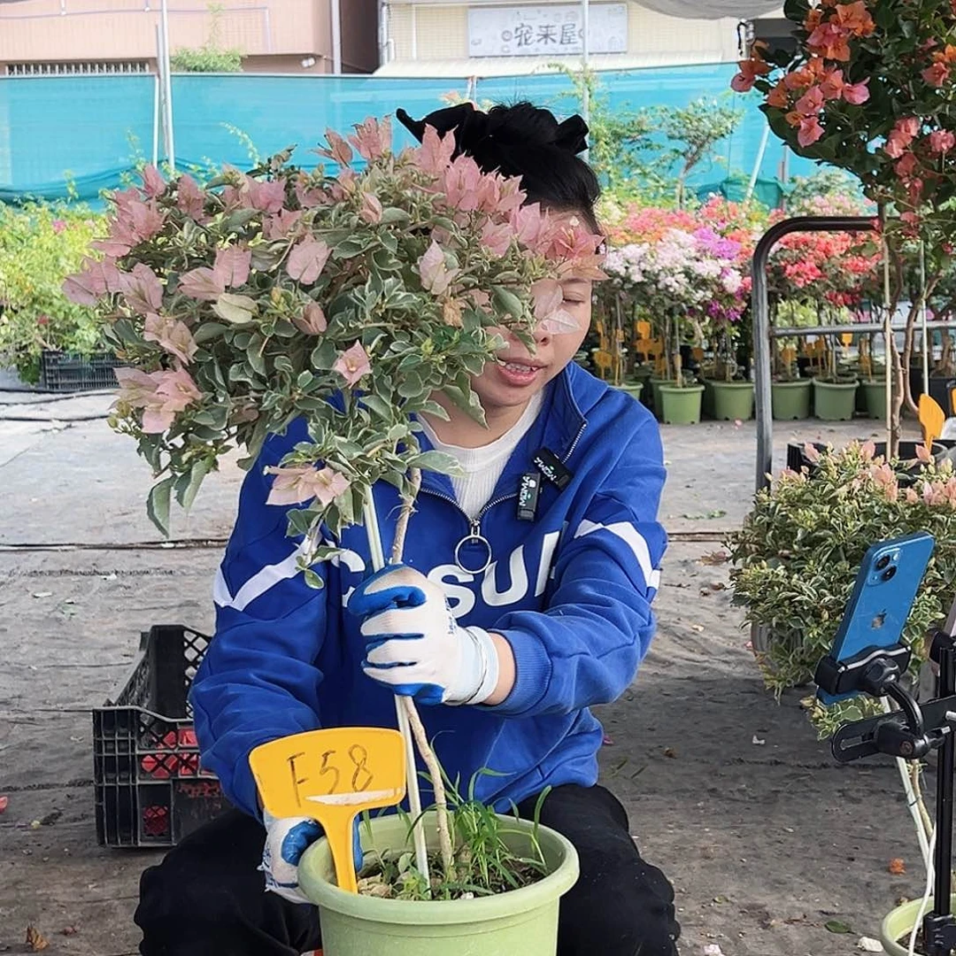 什***？大部分花苞少量开放F58少女心