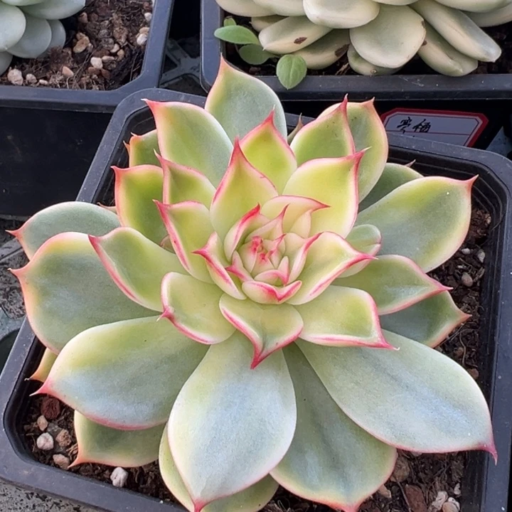 桃花锦一物一拍锦龙