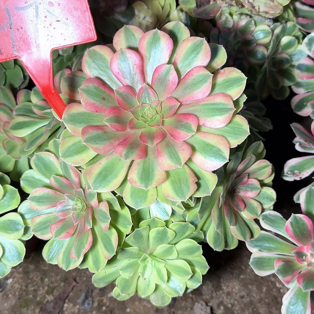 4175雨荷多肉法师