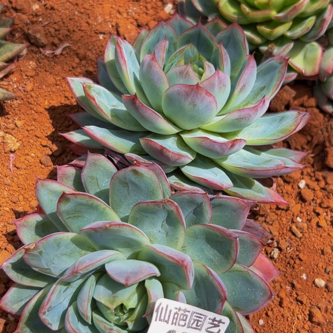 699的人都在用这个词了