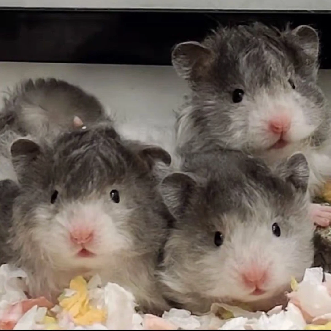 [波利熊/卷毛熊]长毛黑波利卷毛仓鼠金丝熊卷毛米熊卷毛性格温顺