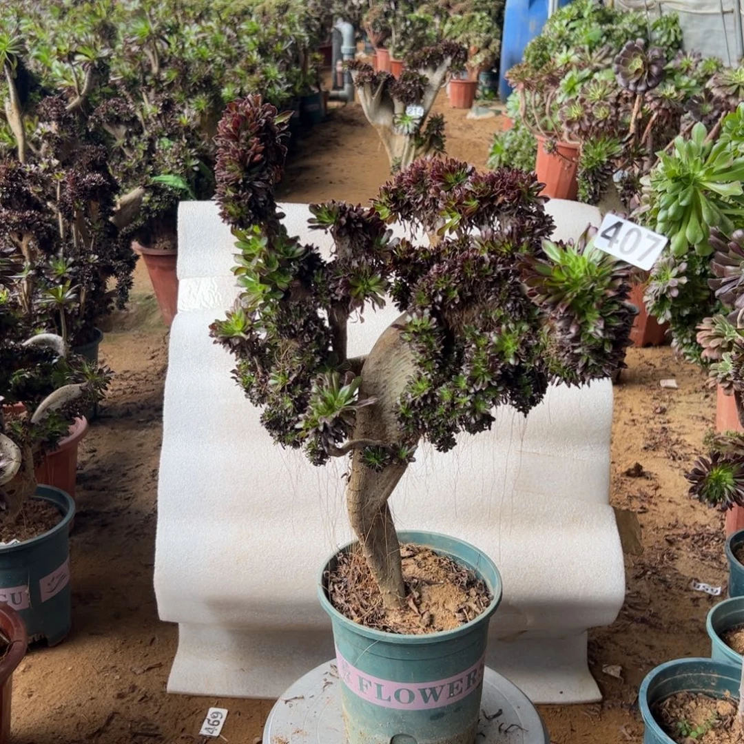 妖翅膀伤多407高度43厘米