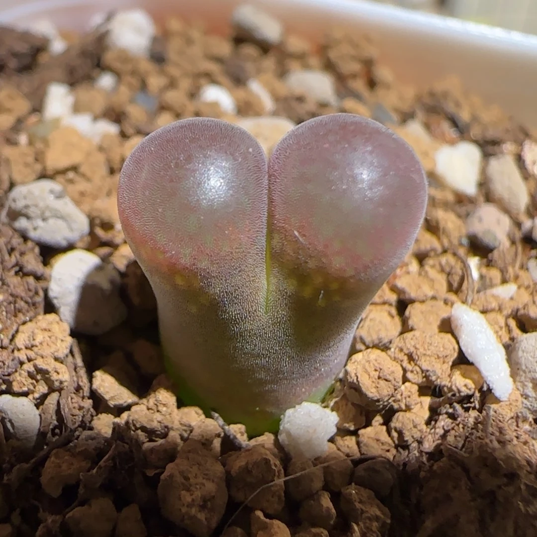 肉锥多肉植物组合-妖艳粉624