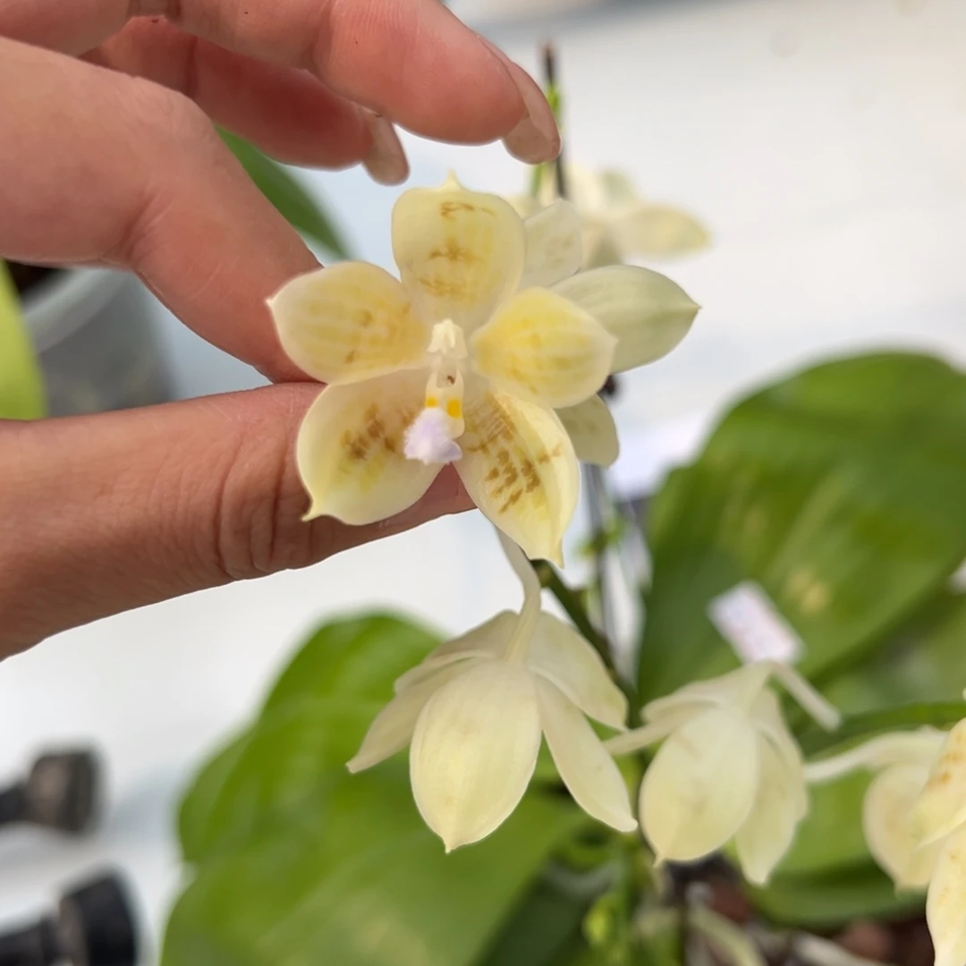 完全开放4.5寸杯爪哇交蓝盾