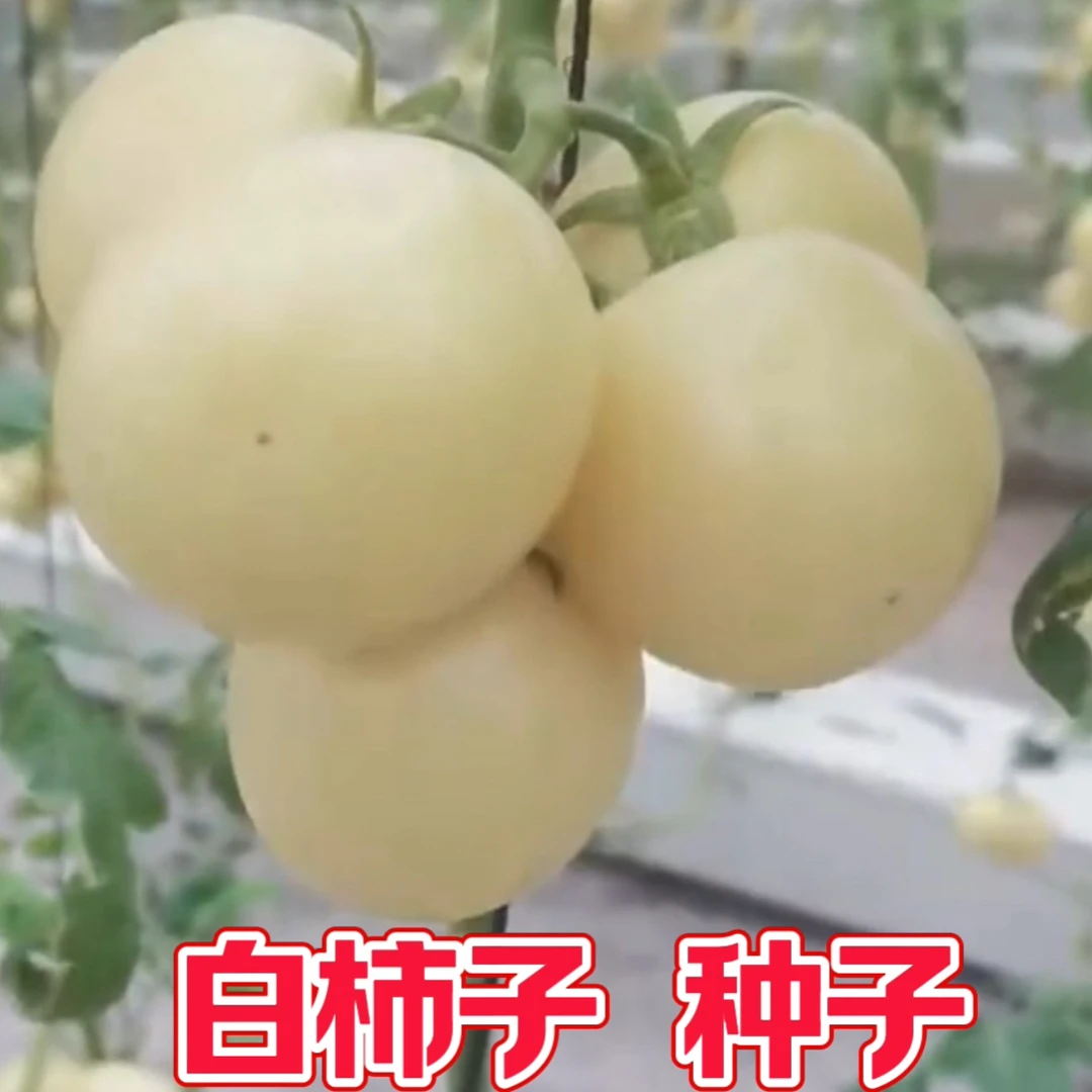 大果乳白柿子种子 新老包装随机发货