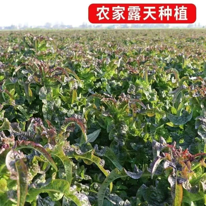 霜冻莴笋新鲜紫叶莴苣农家青笋绿心自种薄皮莴苣时令蔬菜当季青菜