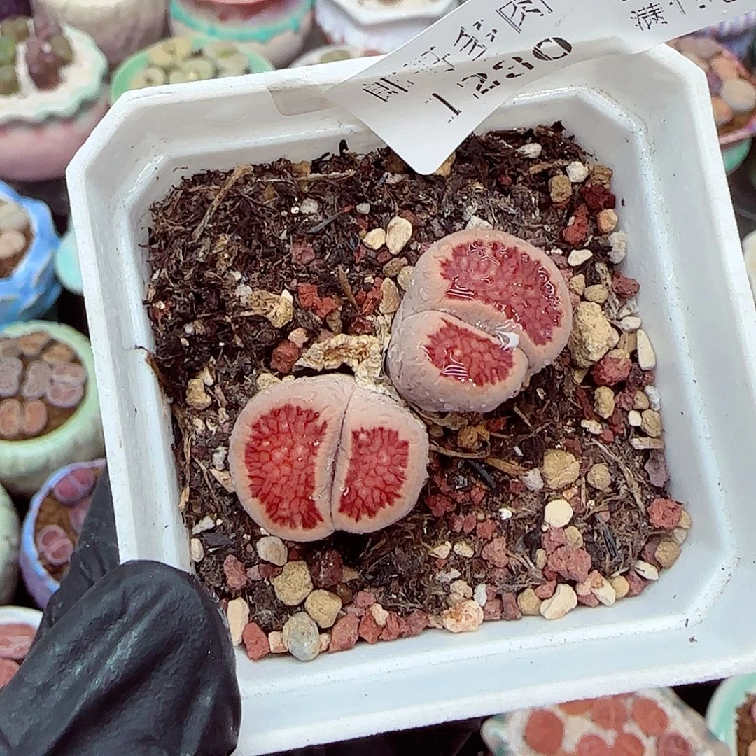 生石花满18包邮1230-75