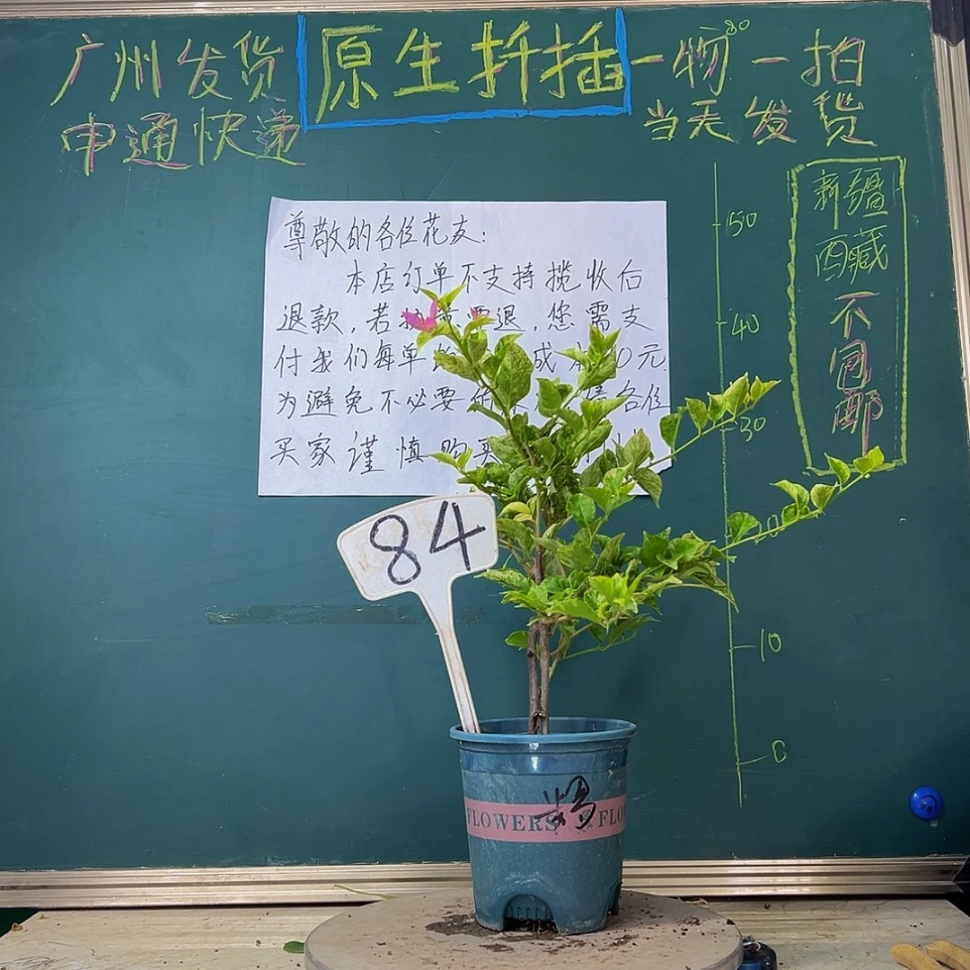 当前无花栽培后可以开花双杆斑叶米罗其中一个主干有破皮84