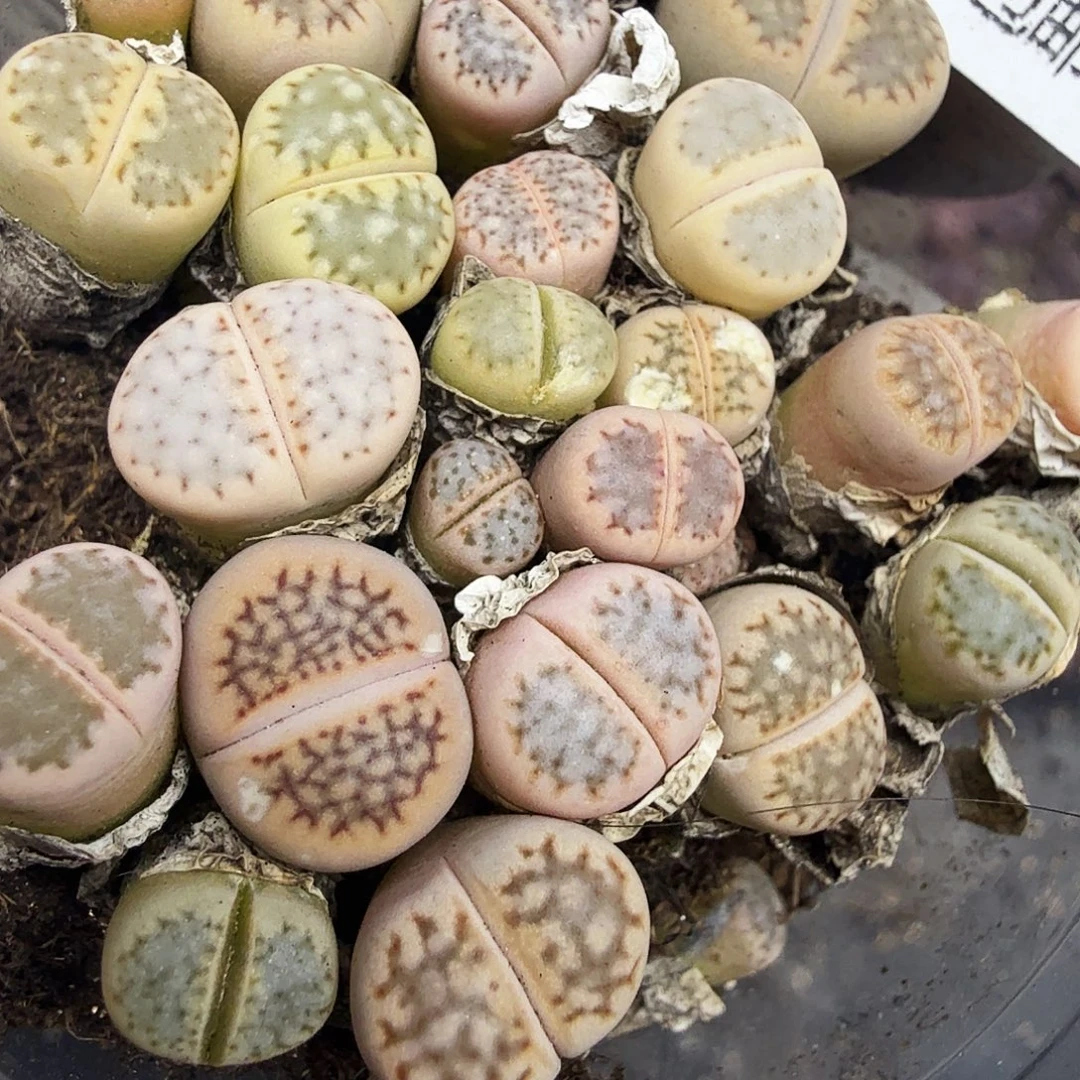 是因为她没有那么想272你