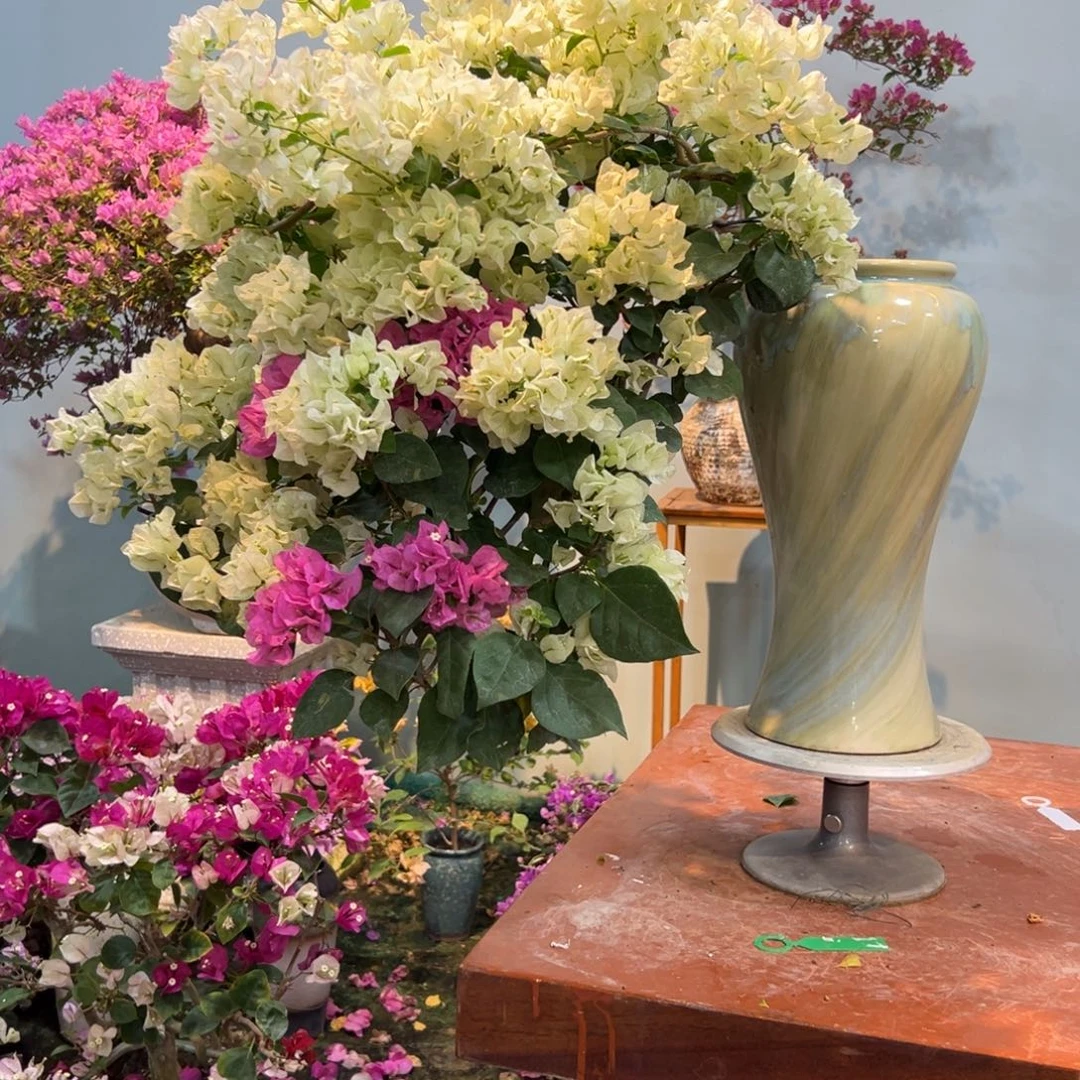 黑***王完全开放三角梅一物一拍双色