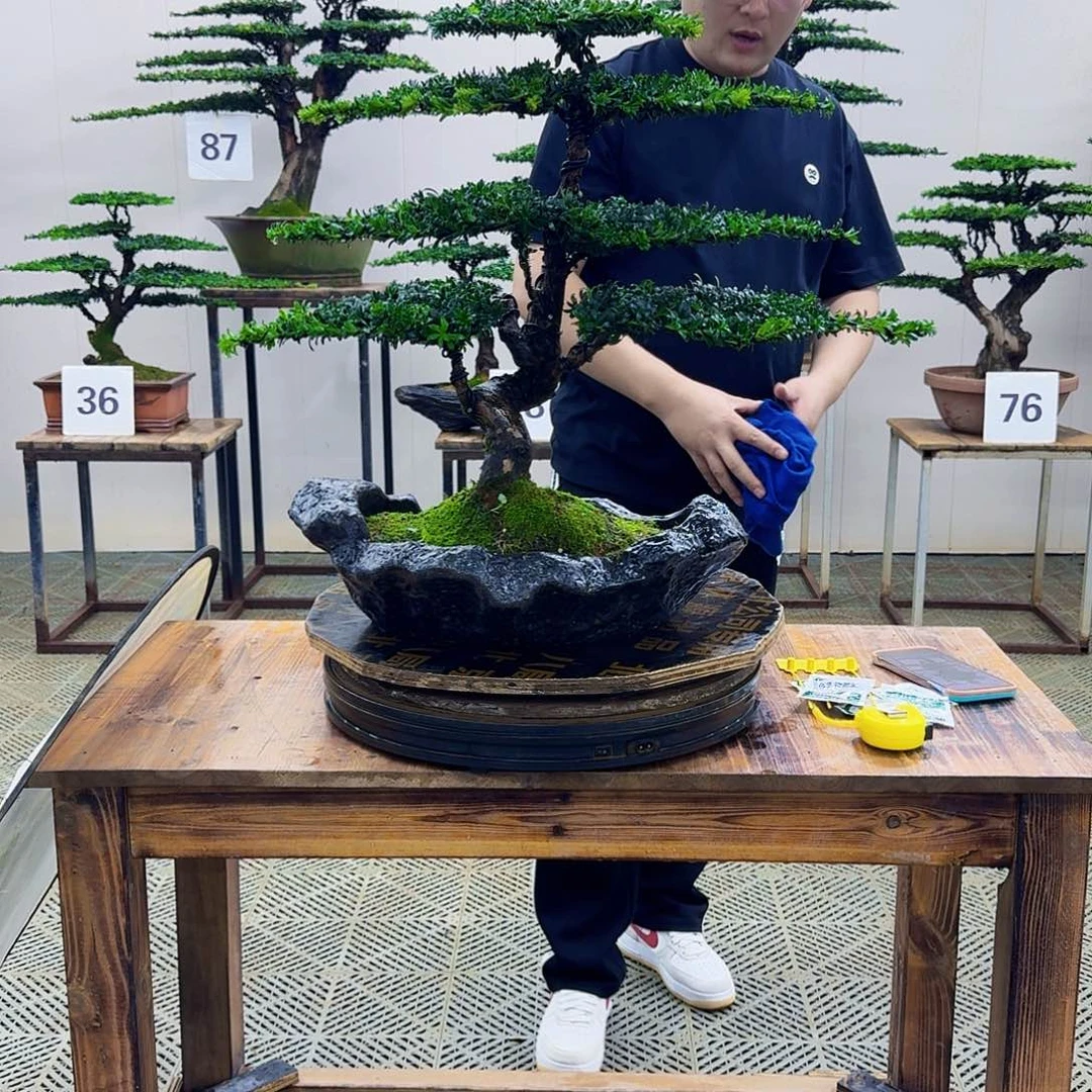 无花朵珍珠罗汉松造型盆景