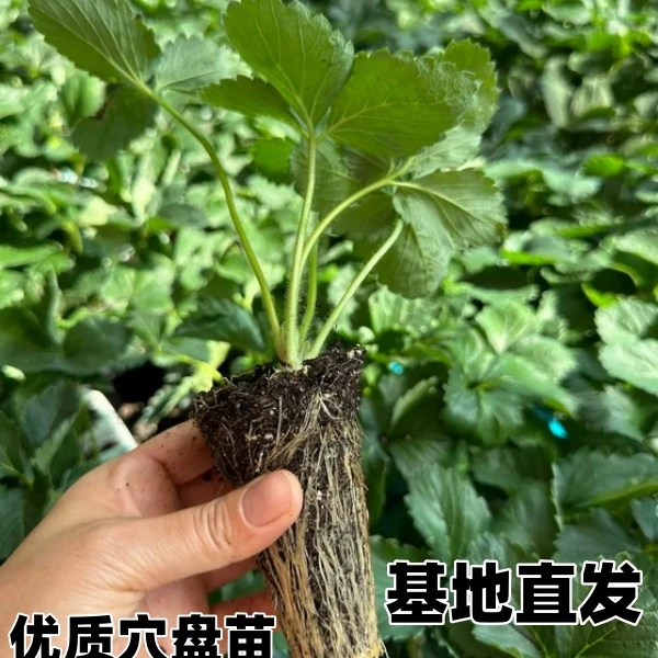 （带土发货）草莓苗草莓秧苗穴盘苗四季阳台盆栽红颜牛奶种四季结果