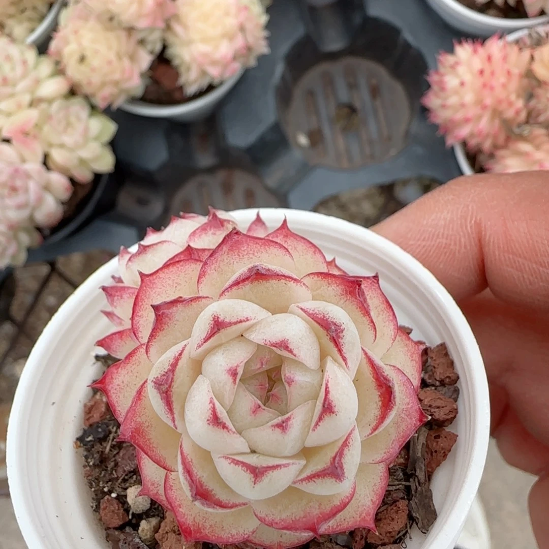 【闪购商品】0119-80女王