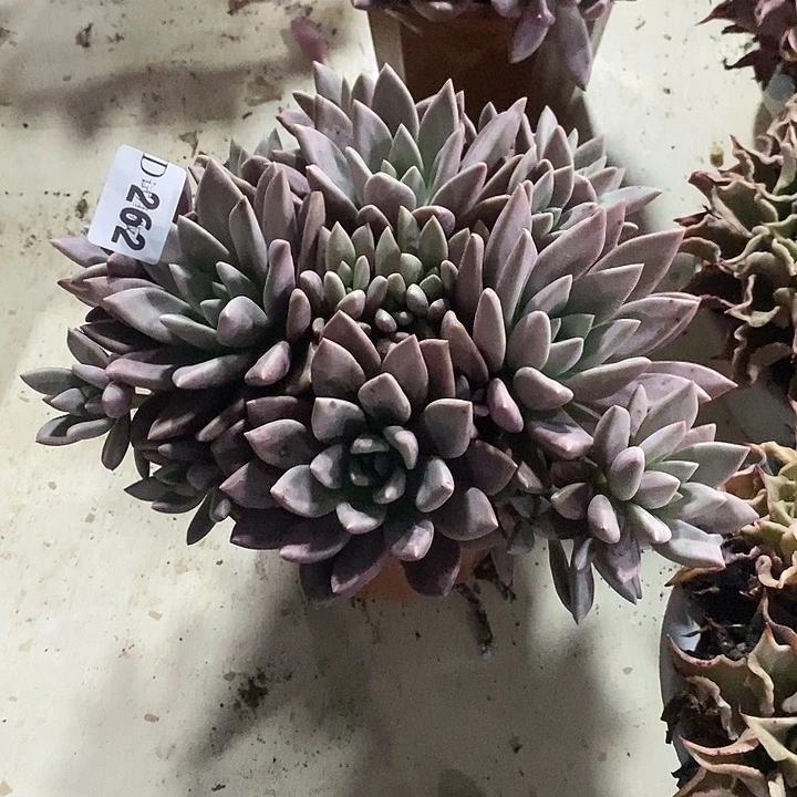 敏***姐262桃花源多肉植物