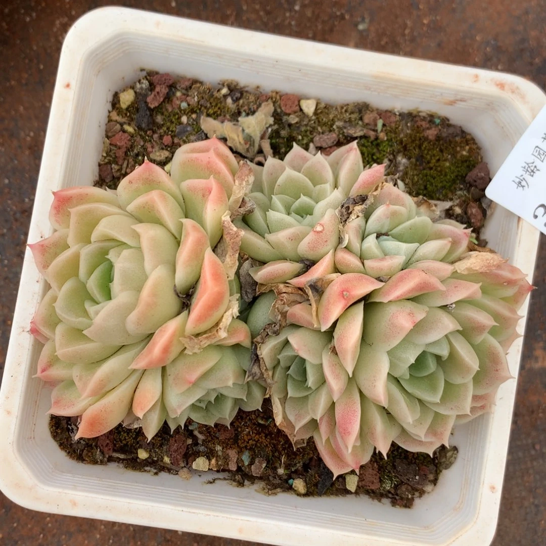 3457杂交精品基地13厘米