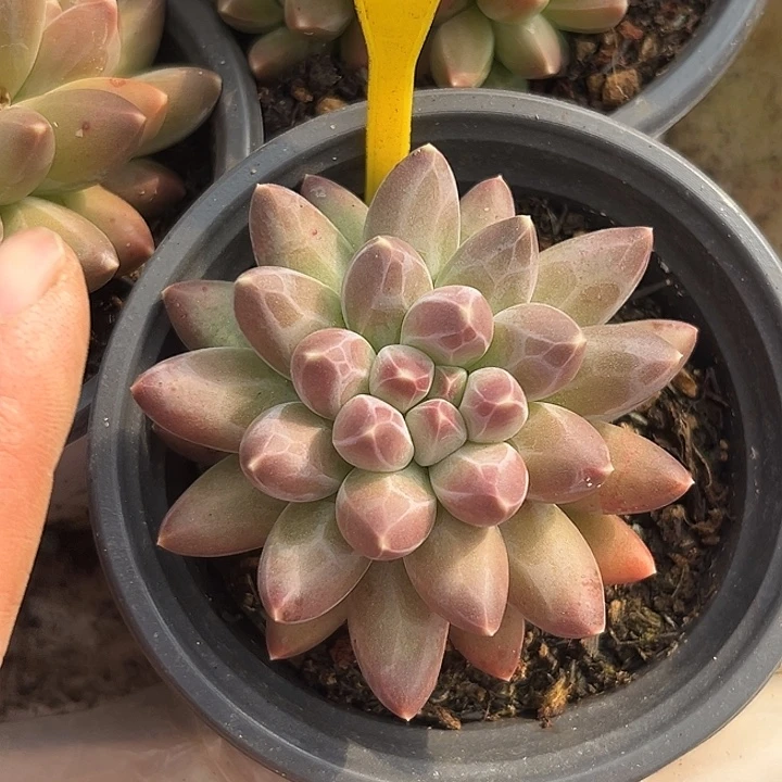 伊卡鲁斯一物一拍884