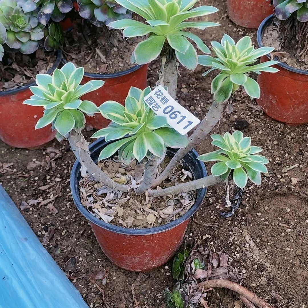 611 号大叶绿玫瑰锦20包邮不包断枝