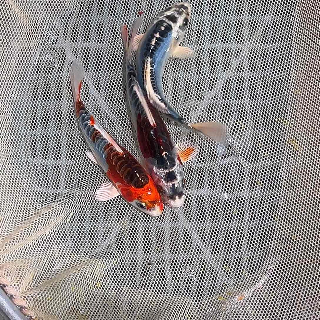 海水鱼锦鲤观赏鱼11111