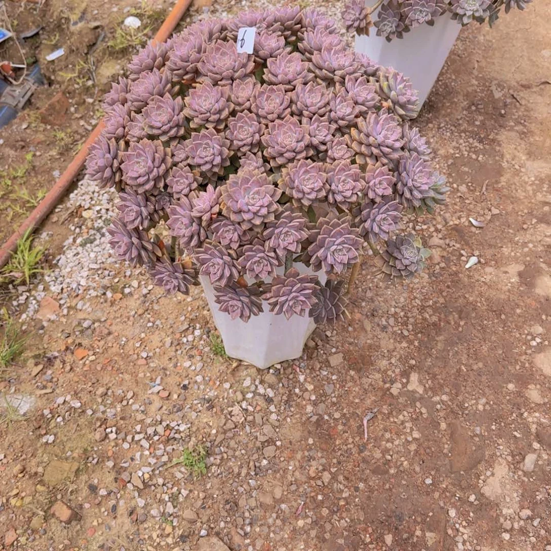 16阿伦陪多肉植物带盆