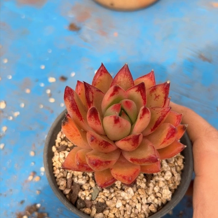 42 东云 一物一拍