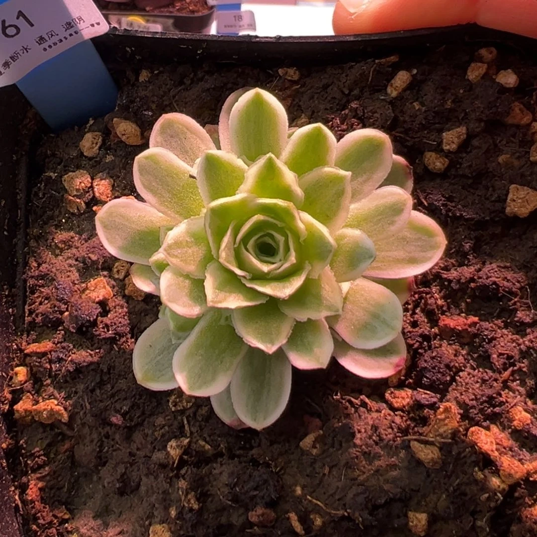 61号秋夕—山地玫瑰