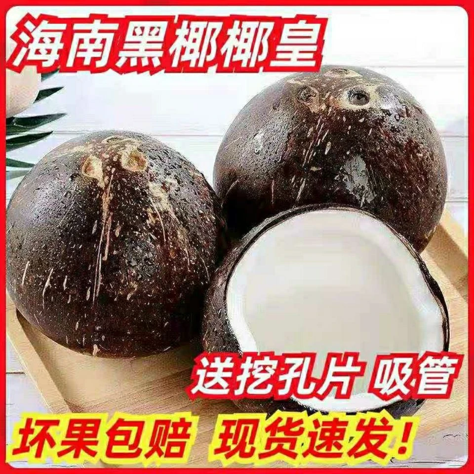 【当天发货】树上熟椰皇 海南奶椰/ 新鲜椰子/牛奶椰皇孕妇营养水果