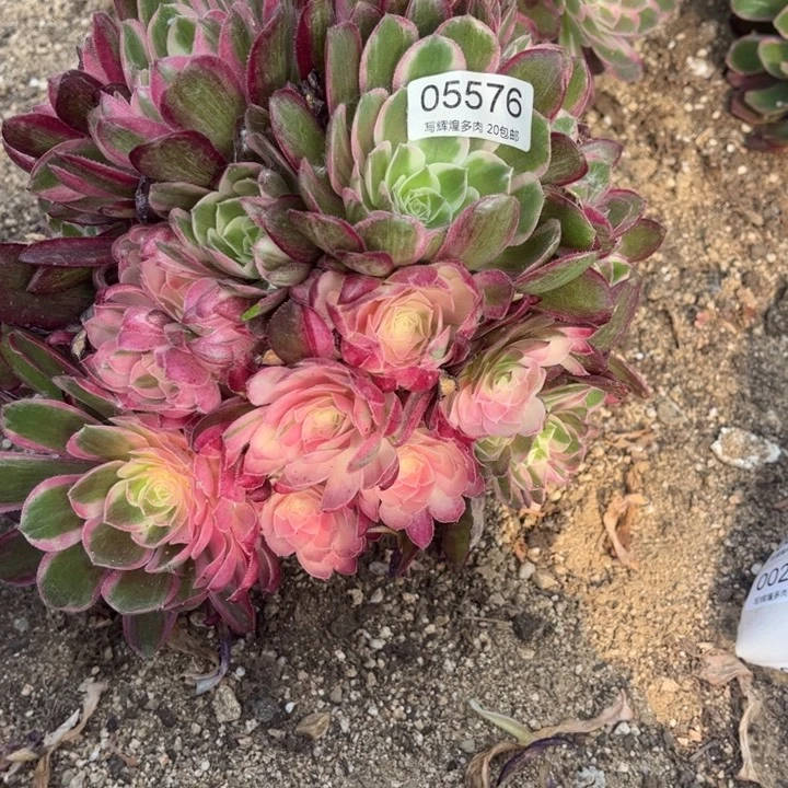 05576孔雀翎多肉植物