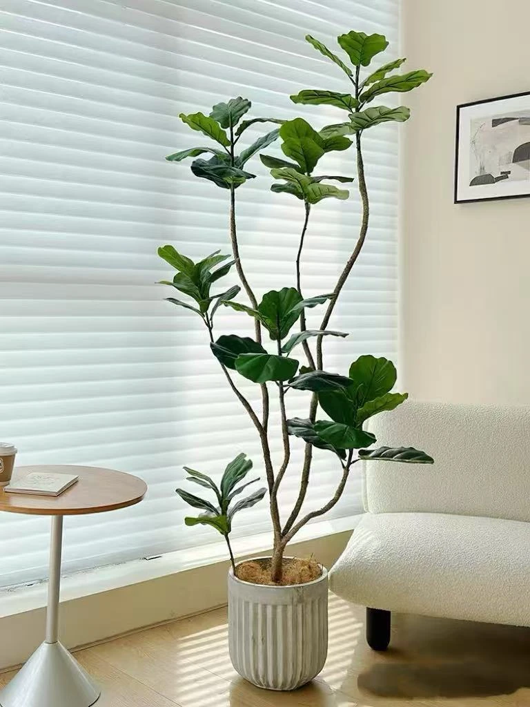 琴叶榕室内客厅北欧风网红大型盆栽绿植百搭好养【直播间一物一拍】