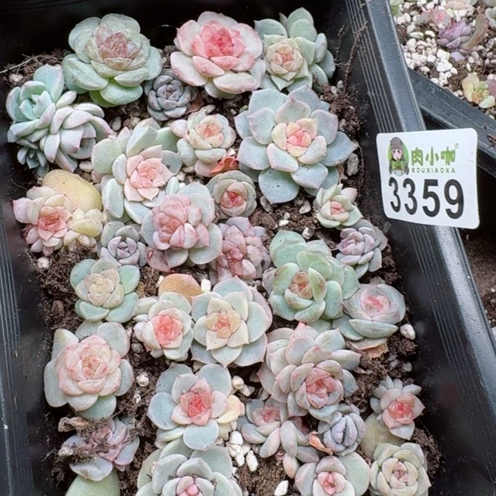 ?****多肉植物多去植物