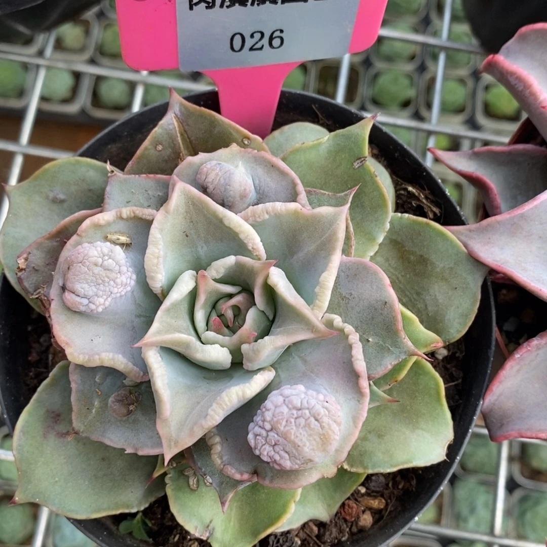 x026-多肉植物 饺子皮带瘤