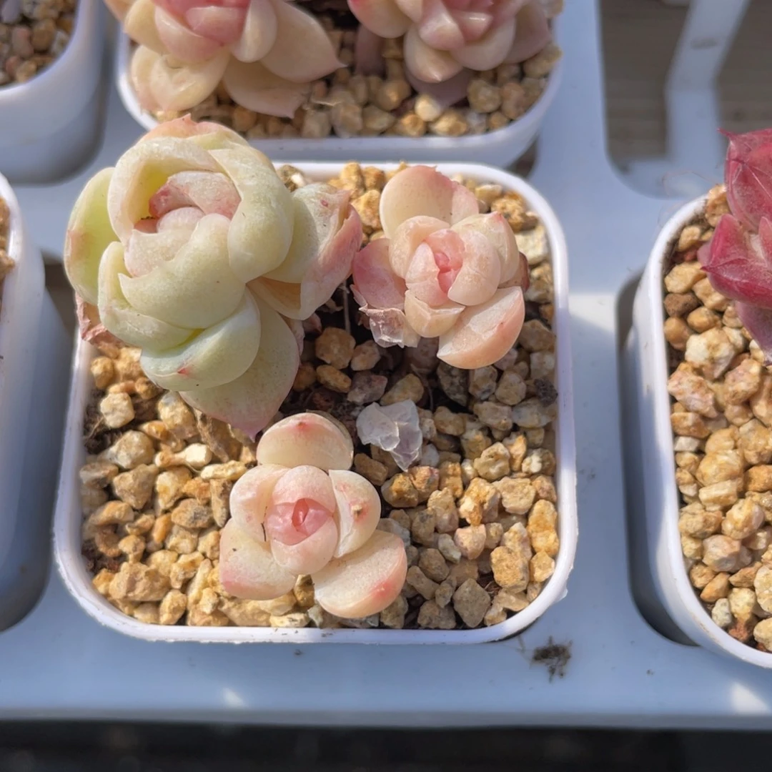 L***a优选石化珍妮多肉1803