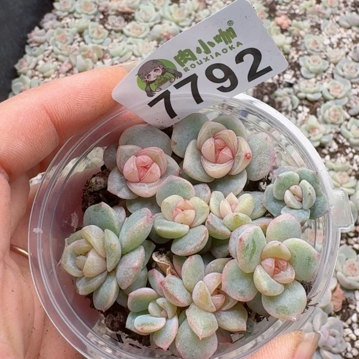 多肉植物多肉植物