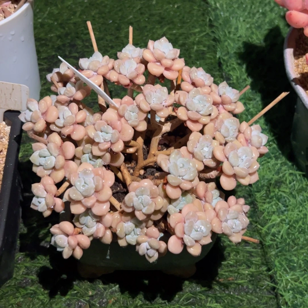 乐***妈克洛伊小老桩多肉